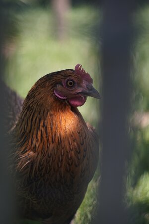 _DSC7567.jpeg