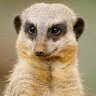Meerkat