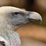 Vulture