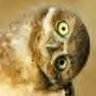 Owlrly