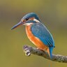 Ijsvogel