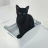 Pirlothecat