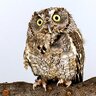 AmusedOwl