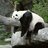 Keuning_Panda