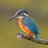 Ijsvogel