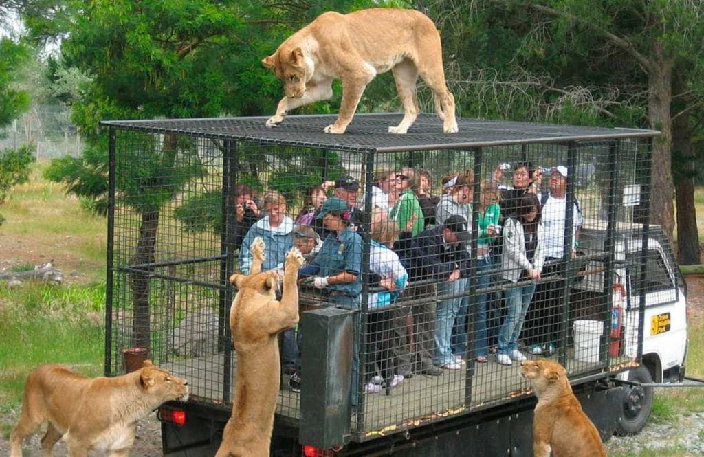 zoo-cage-1-1024x665.jpg