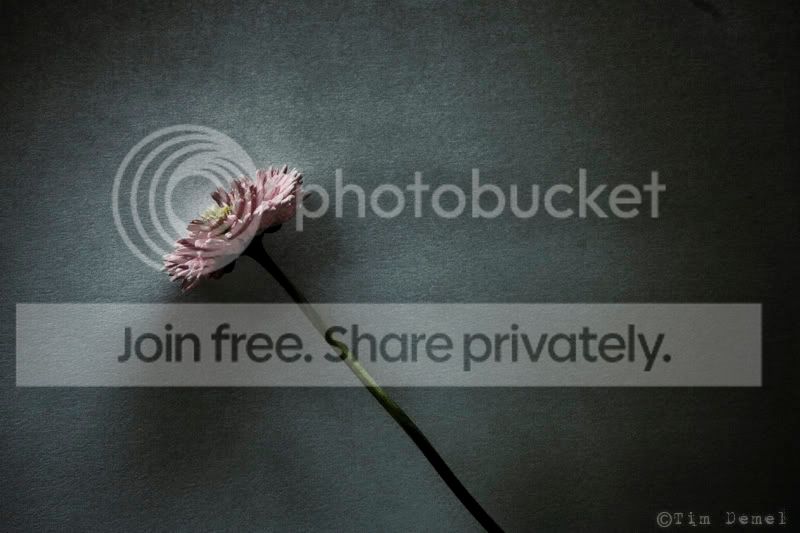 Bloem.jpg