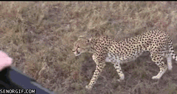 TWvjmnMpIkiL2Lp6NUli0Q2.gif