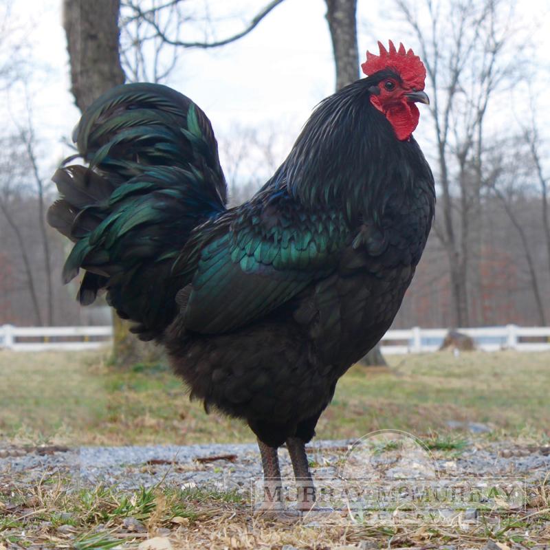 McMurrayHatchery-Black-Jersey-Giant-Cockerel.jpg