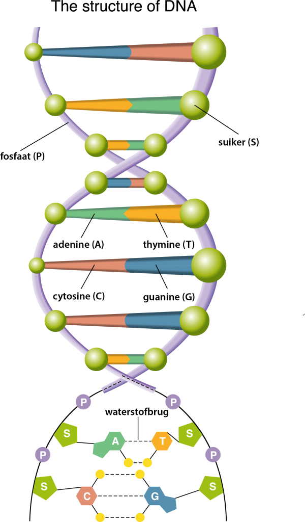fig-22-dna-600x1024.png