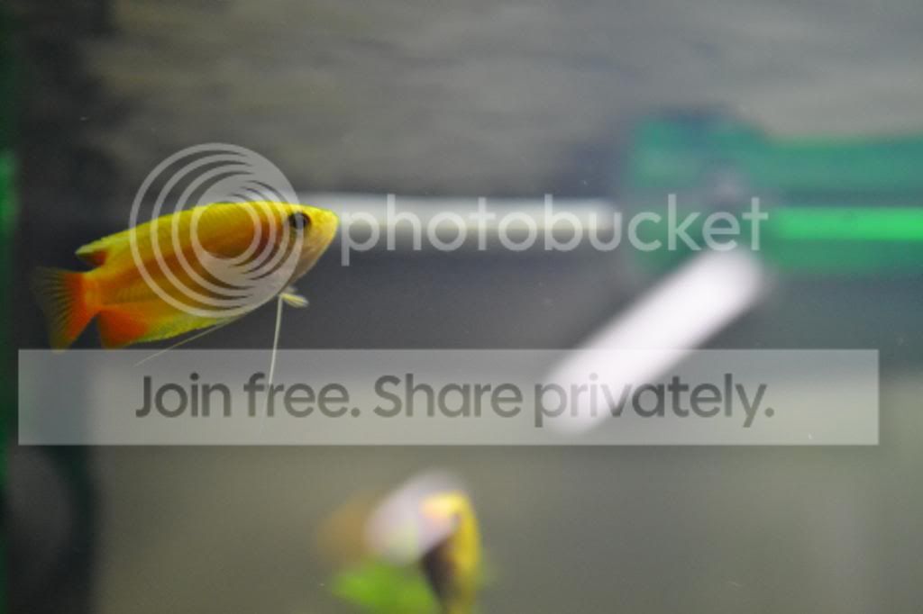 DSC_1523_zps105a4b6a.jpg