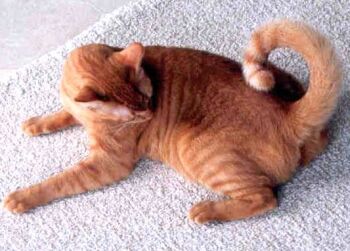 Cats-Curl-Tail.jpg