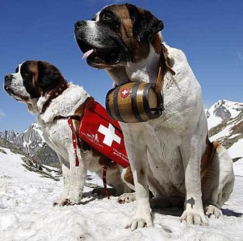 rsz_switzerland_saint_bernard_d_5798.jpg