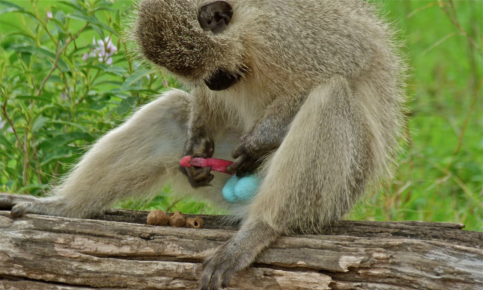 vervet_monkey.jpg