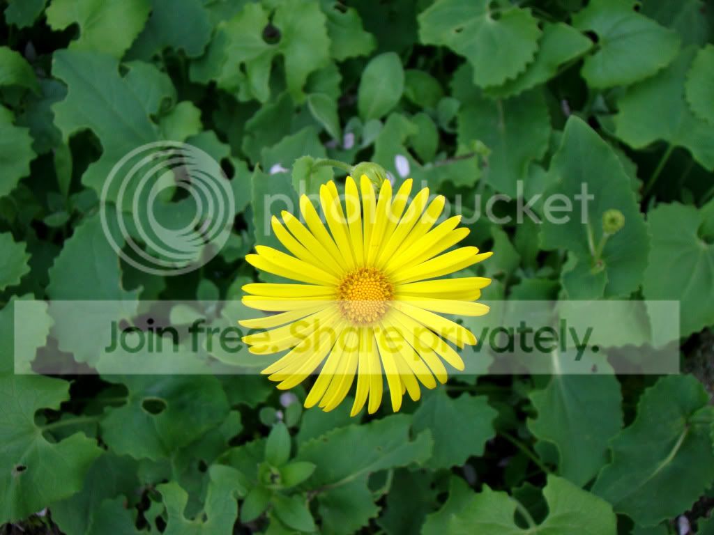 sunshine_flower_by_Isje.jpg