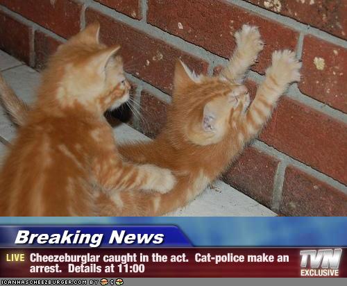 cop-cat-711140.jpg