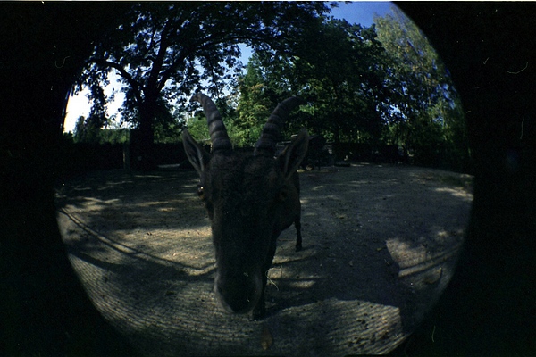 Lomo_Fisheye_Ibex_by_Bosvos.jpg