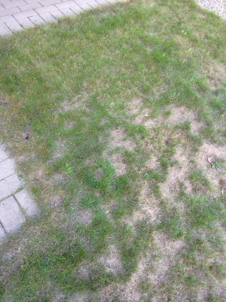 gras3.jpg