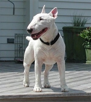 BullTerriersLeoondeck.JPG