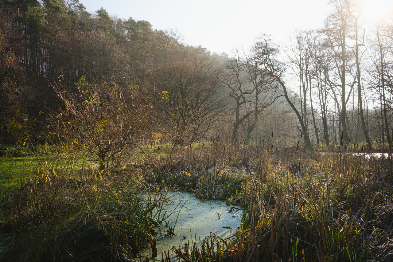 DSCF6041-X2.jpg