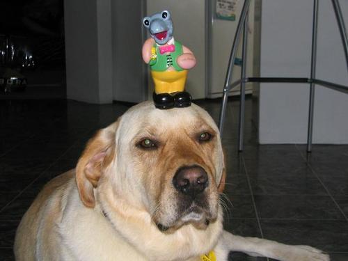 tumblr_m8hbyeWsl71r8cgcr.jpg