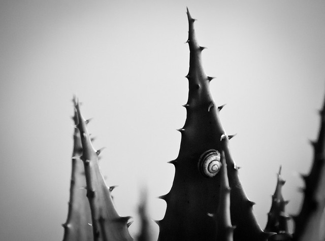 6499326689_205df962c9_z.jpg