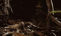 200w.gif