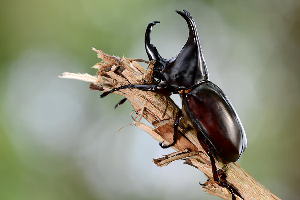 beetle_atlas.jpg