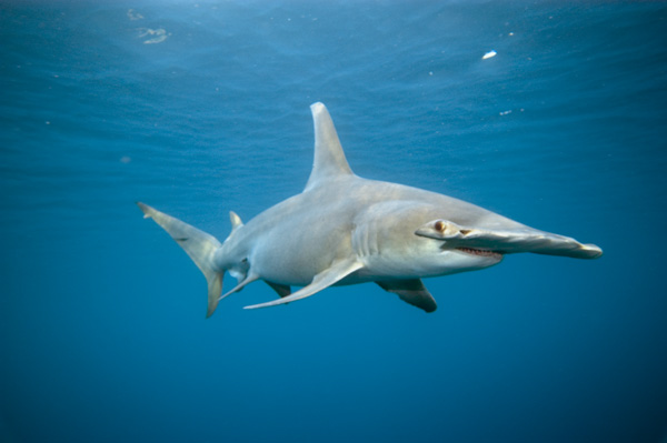Great%20hammerhead%20012.jpg