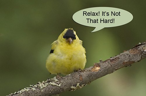 02-gold-finch-relax.jpg