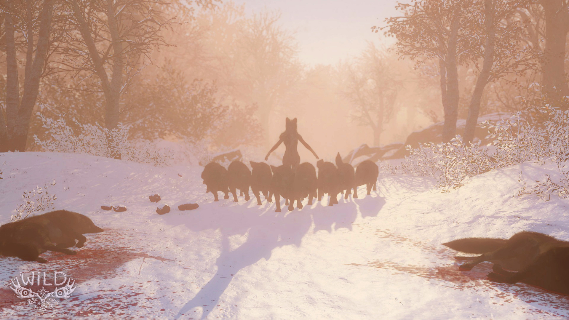 WILD_WolfAttack6_1407930435.jpg