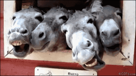tumblr_mamkq1Gclo1qdlh1io1_500.gif