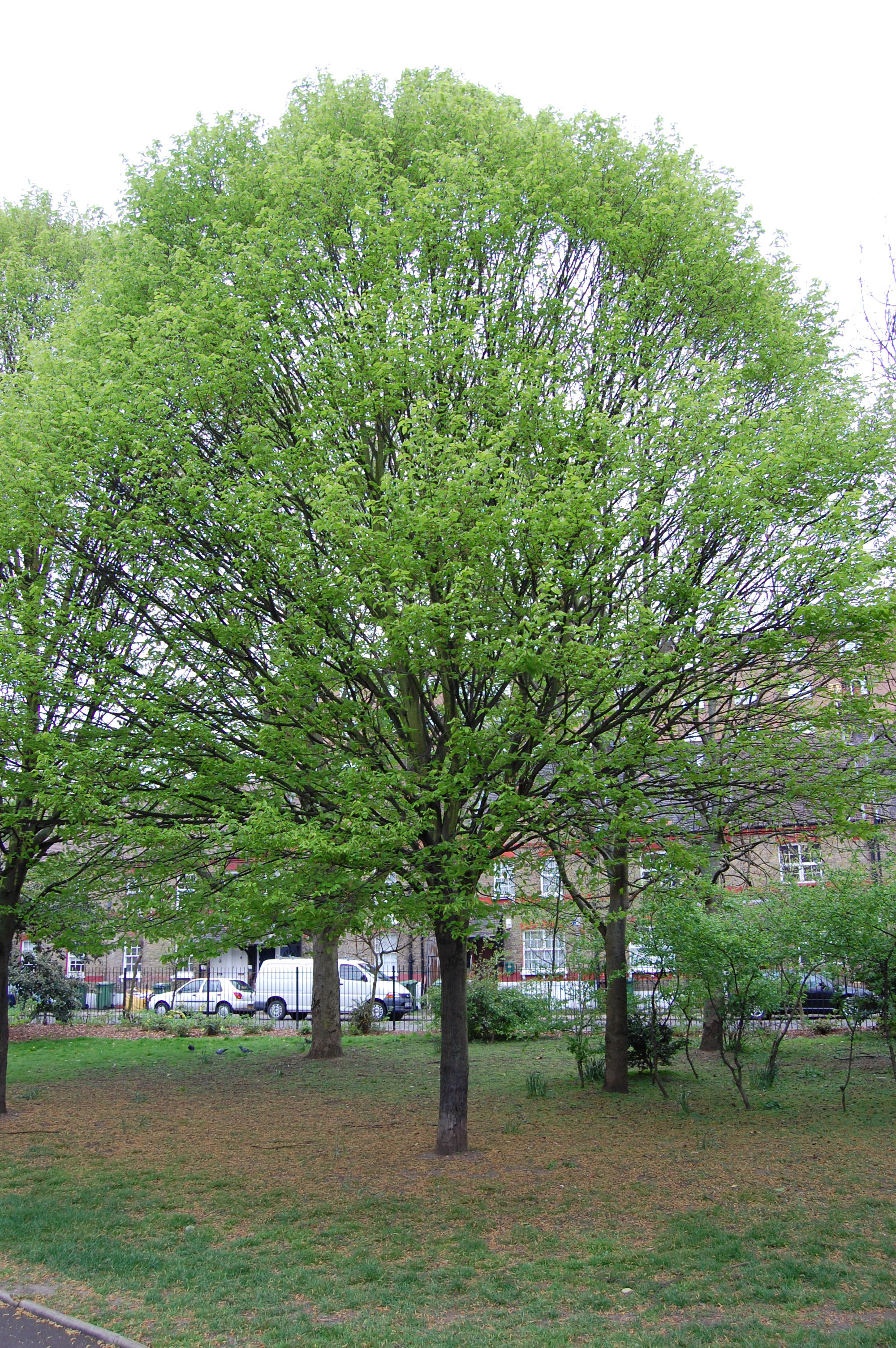 carpinus-betulus1.jpg