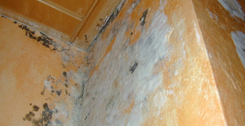 witte-schimmel-in-huis.jpg