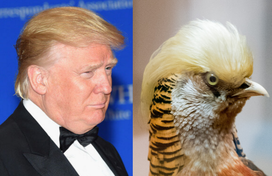 Donald_Bird.original.png