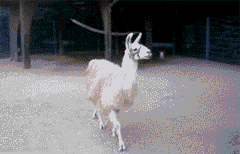 tumblr_meh4508en71r49nubo1_250.gif