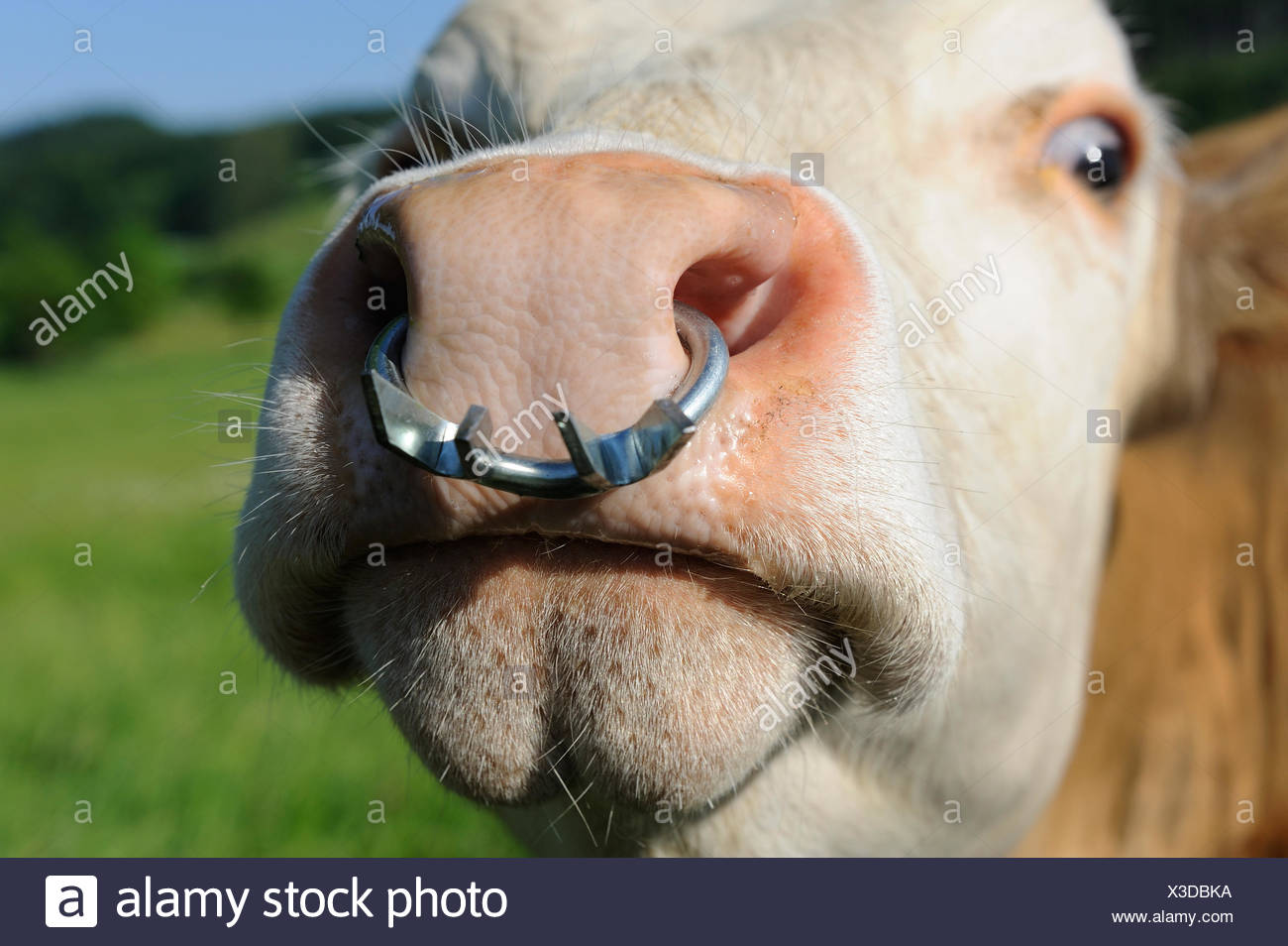cow-with-a-nose-ring-upper-bavaria-bavaria-X3DBKA.jpg