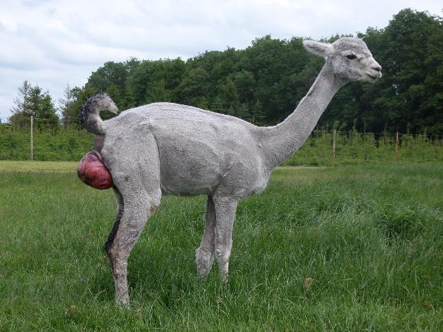 alpaca-ranch.nl