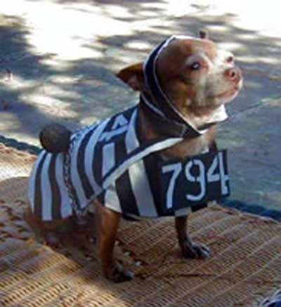 dog-jail-clothes.jpg