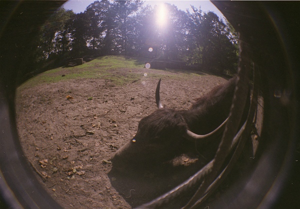 lomo_fisheye_horny_beast_by_Bosvos.jpg