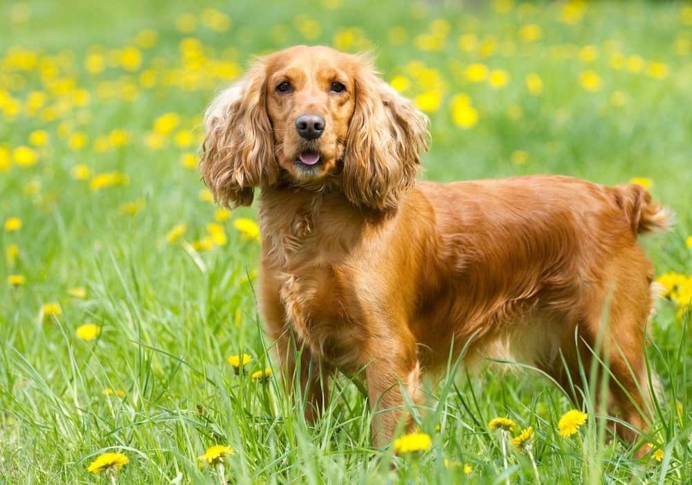 Joe Cocker Spaniel