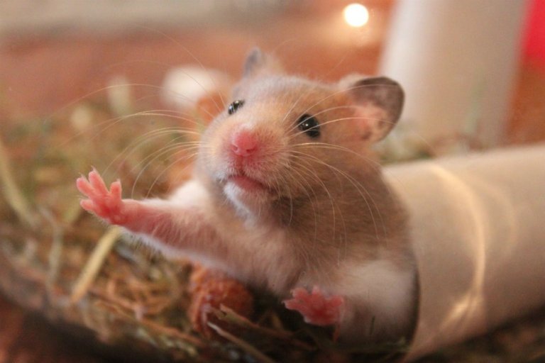 hamster-768x512.jpg