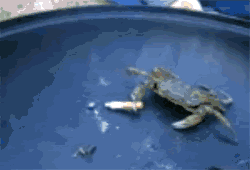 tumblr_mzd3ac7kjA1s7idleo1_250.gif