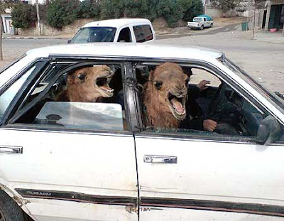 Camels+in+car.jpg