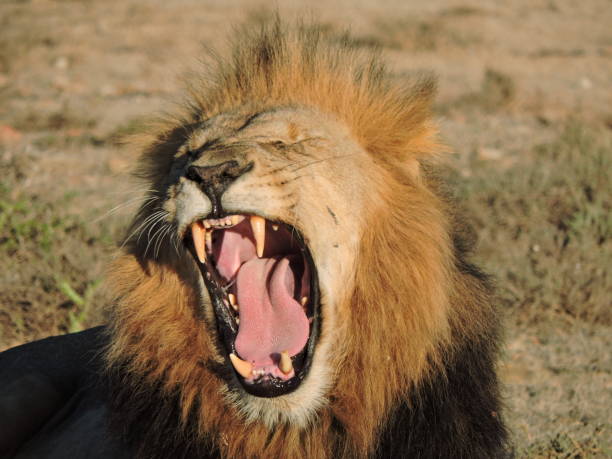 beautiful-male-lion-yawning.jpg