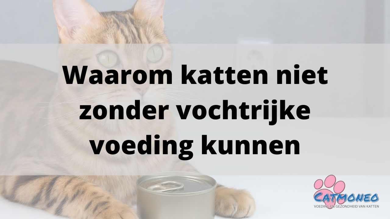 www.catmoneo.nl