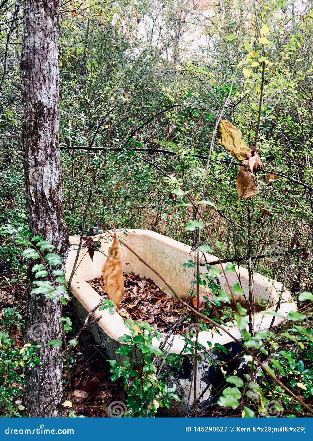 tub-woods-trees-bathtub-nature-green-rusted-discarded-145290627.jpg