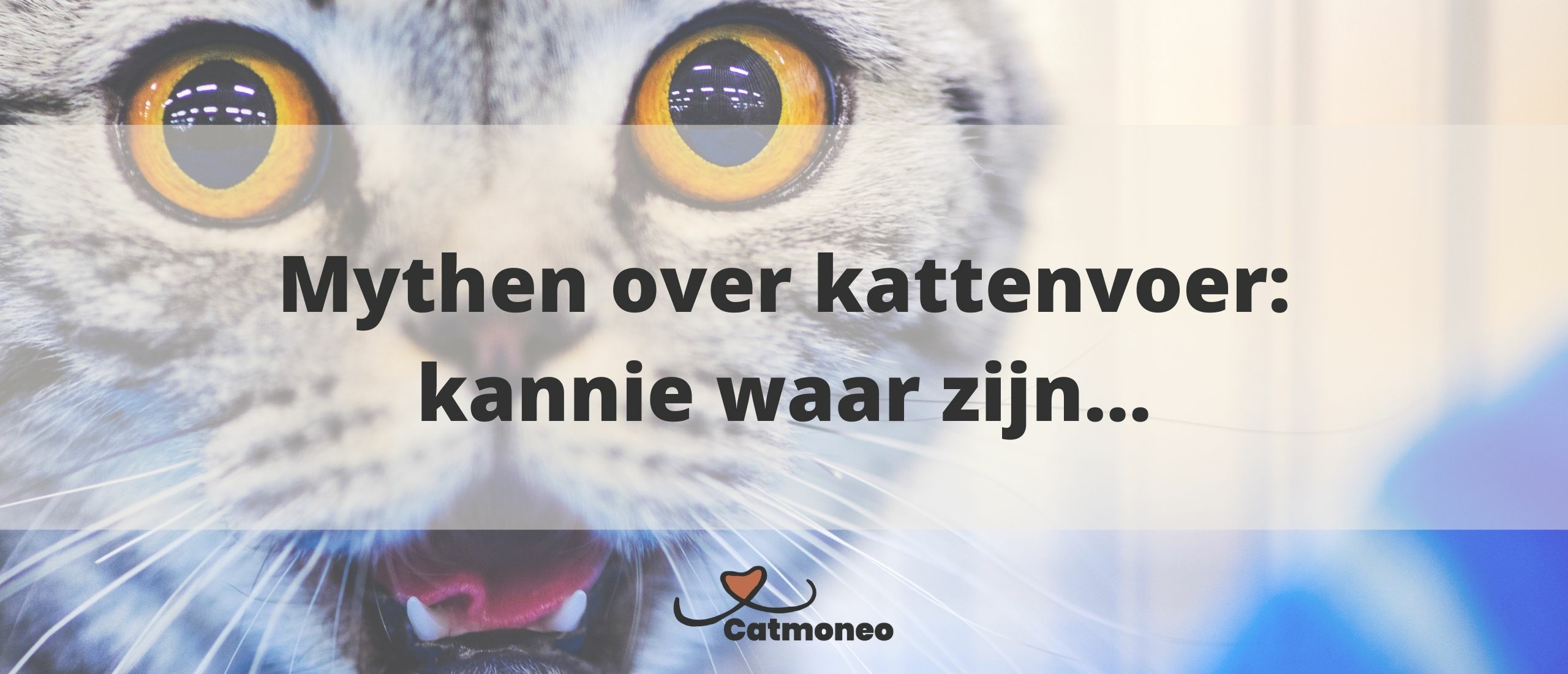 www.catmoneo.nl