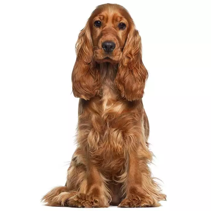 cocker-spaniel-700x700.jpg