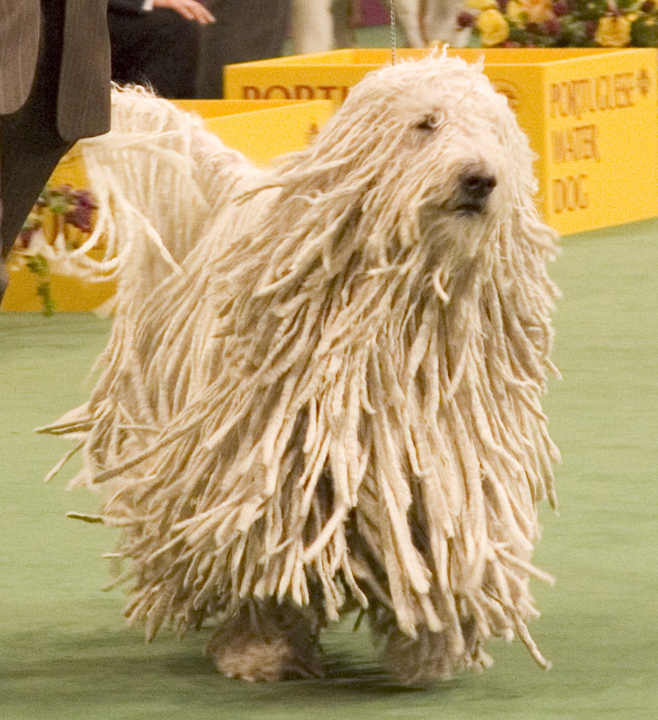 Komondor_Westminster_Dog_Show_crop.jpg